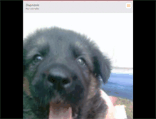 Tablet Screenshot of dogandanimal.webnode.com