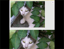 Tablet Screenshot of casadogato.webnode.com.br
